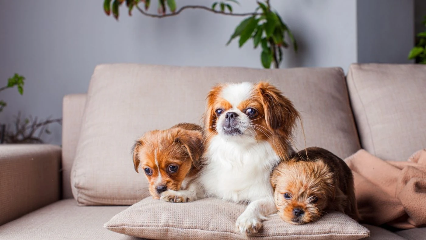 Apartmanda Yaşayan ve Beslenen En Uygun Köpek Cinsleri Hangileri? blog-image