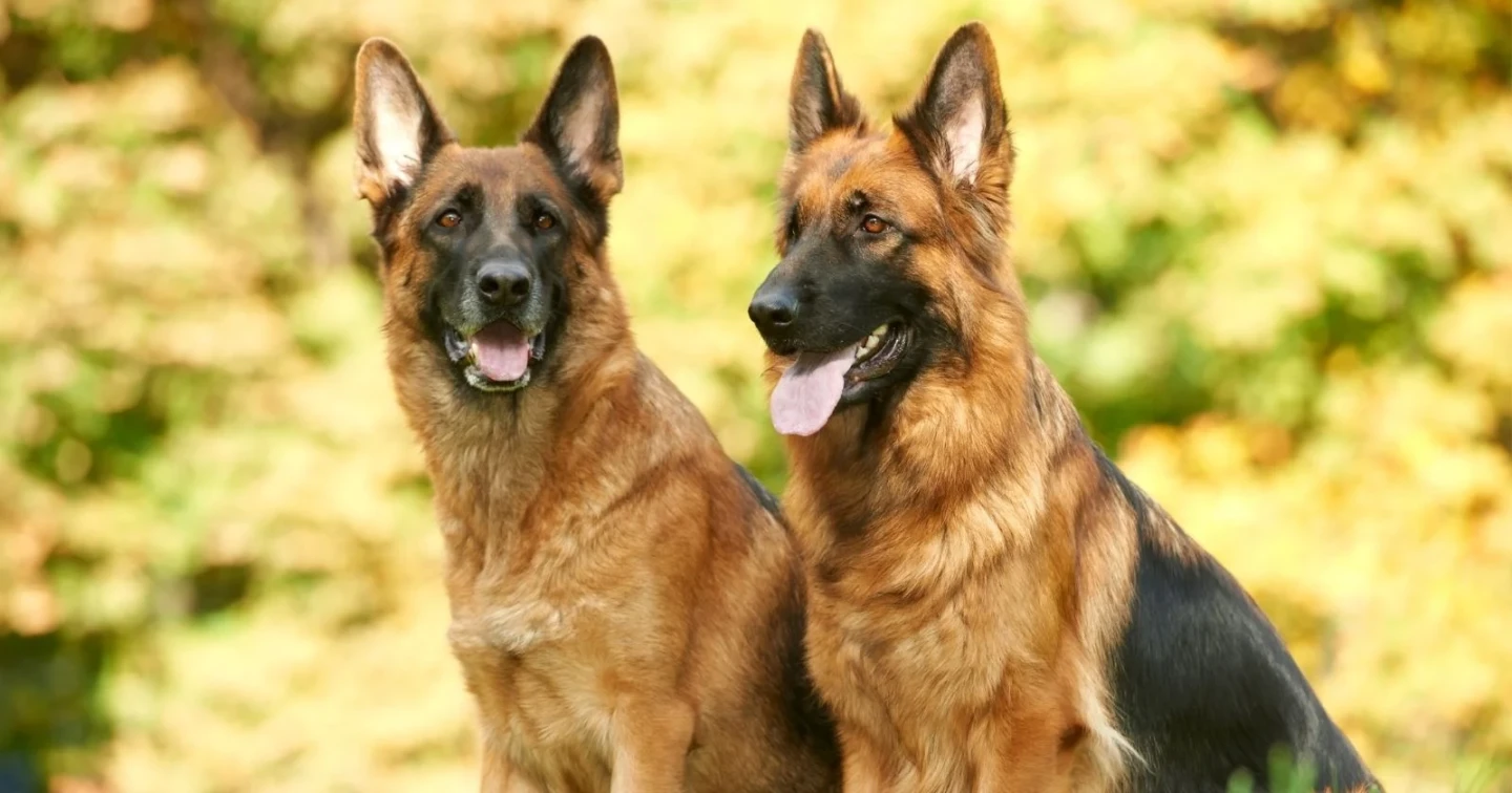 Alman ve Amerikan Köpek Cinsleri: En Popüler 10 Türleri blog-image