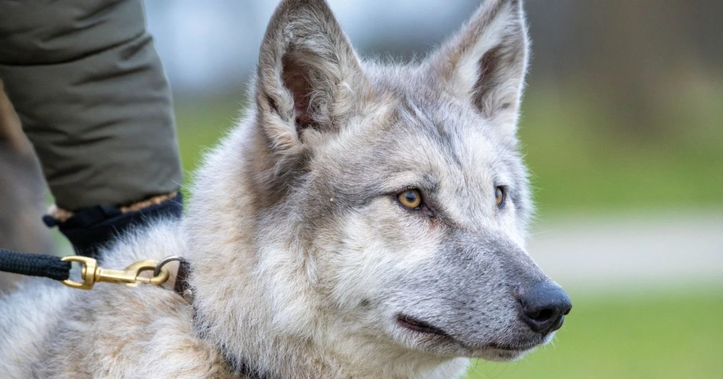 Kurt Köpekleri Cinsleri: Doğanın En Güçlü ve Sadık Dostları blog-image