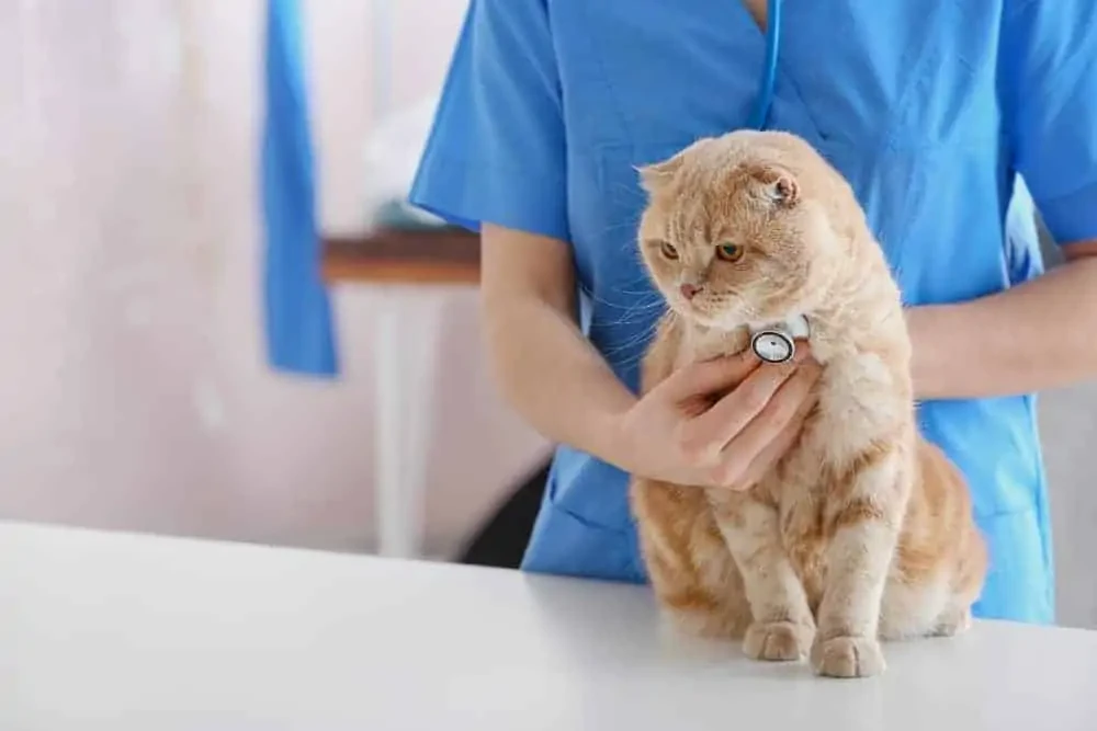 Kedi Veren Veterinerler ve Sahiplendirme İpuçları blog-image