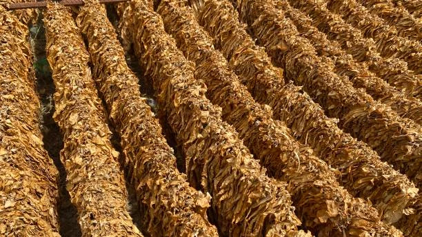 Tütündeki Küf Kokusunu Gidermek İçin Doğal ve Pratik Yöntemler blog-image