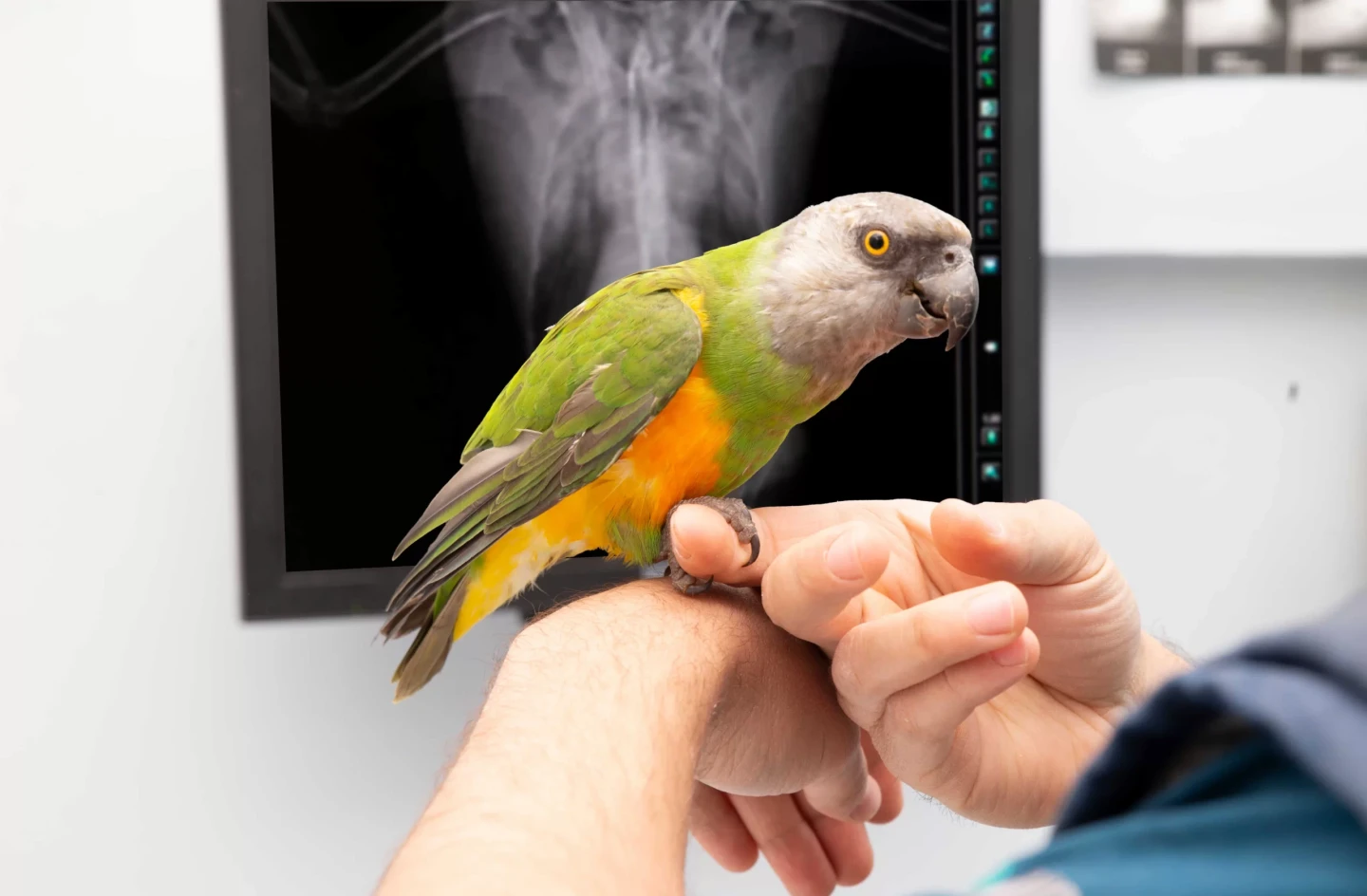 Kuş Veterineri Seçerken Bilmeniz Gereken 7 Kritik Bilgi