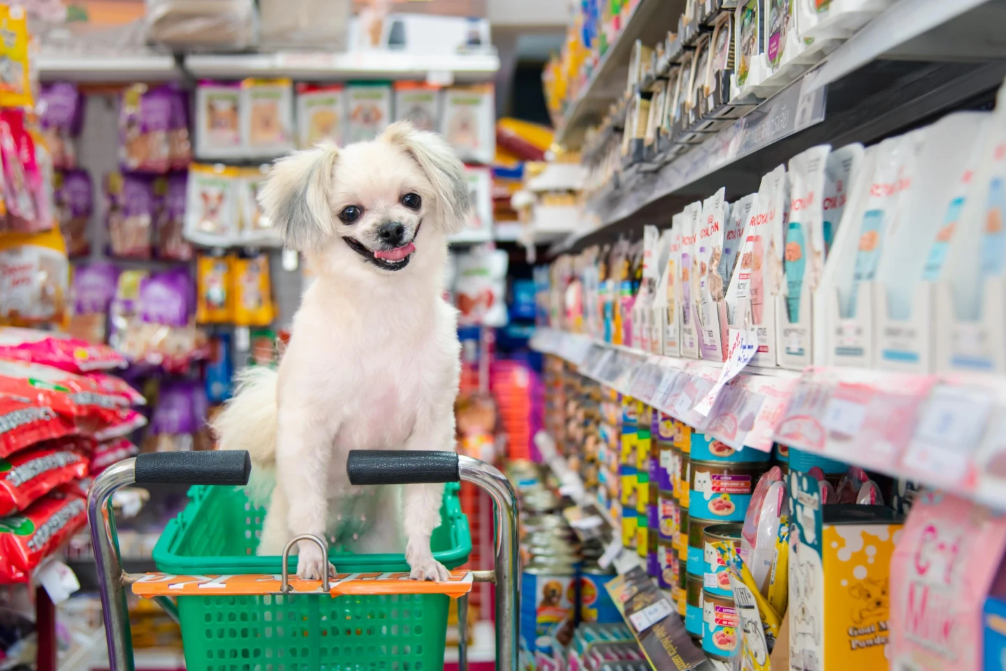 İstoç'ta Pet Shop Açmak ve Dekorasyon Sırları!