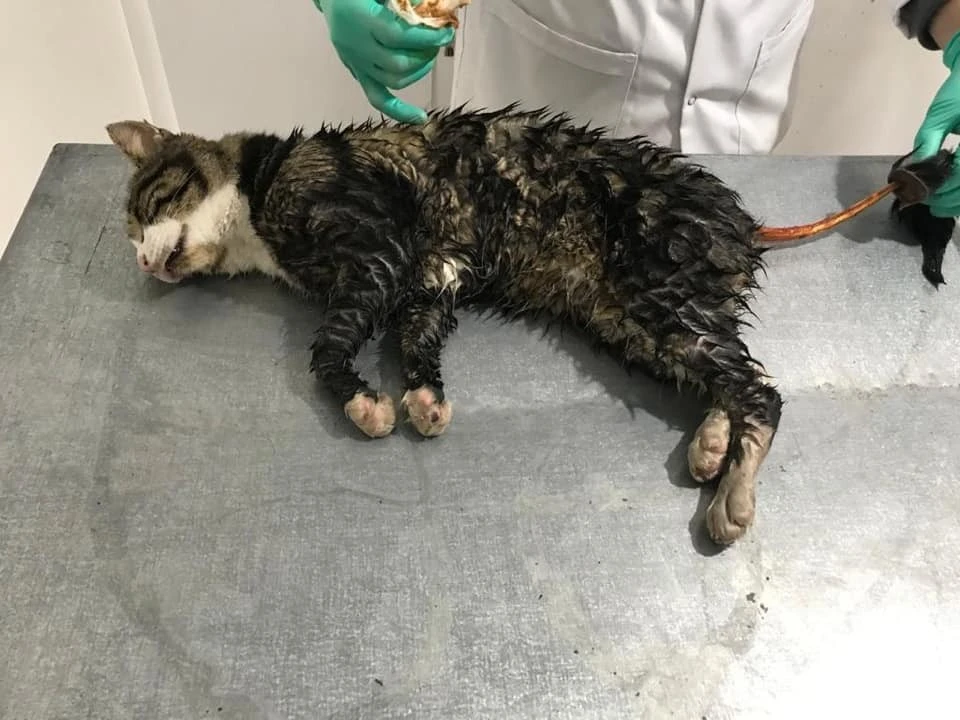 Yaralı Kedi İhbar: Sokakta Yaralı Kedi İçin Yapmanız Gerekenler