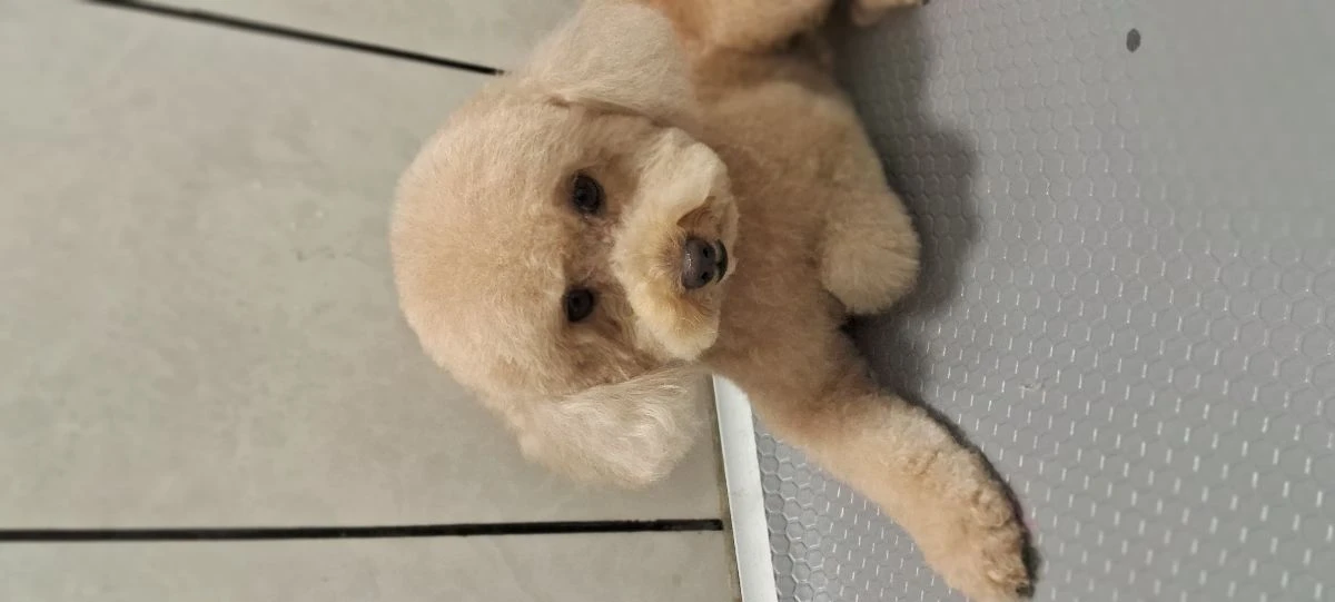 Pet Kuaför İsmail Yılan