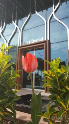 A+ Ağız Ve Diş Sağlığı Polikliniği A+ Ağız Ve Diş Sağlığı Polikliniği