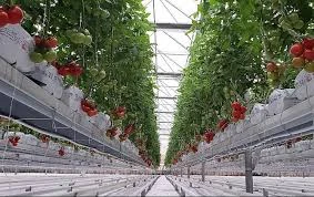 Agronet Seracılık