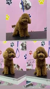 Aksaray Kedi& Köpek Kuaförü Songül Aksaray Kedi& Köpek Kuaförü Songül