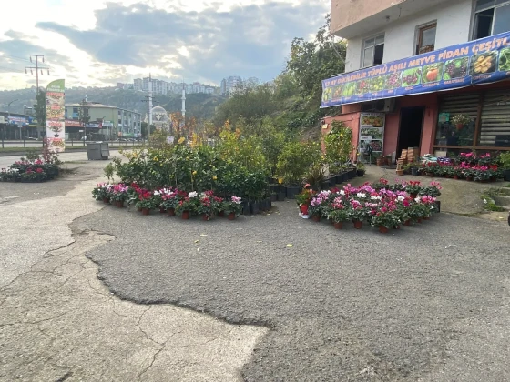 Aydın Fidancılık&Çiçekcilik Peyzaj Aydın Fidancılık&Çiçekcilik Peyzaj