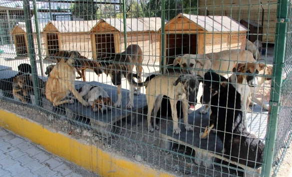 Bayburt Belediyesi Veteriner İşleri Müdürlüğü