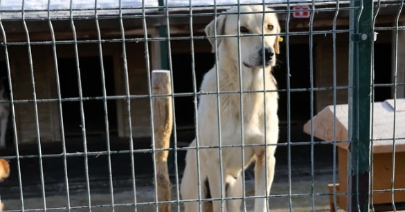 Bingöl Belediyesi Veteriner İşleri