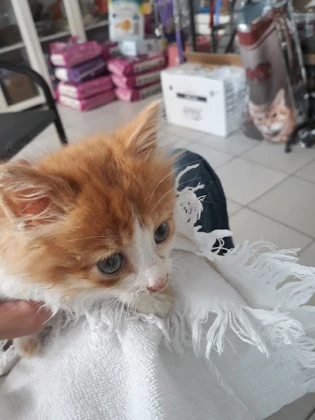 Boncuk Veteriner Kliniği Boncuk Veteriner Kliniği