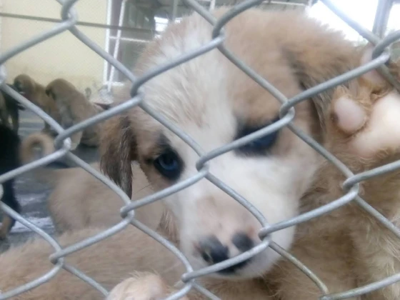 Büyükşehir Belediyesi Hayvan Barınağı