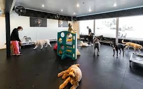 Canıfornıa Spa Center - Academy - Dog Hotel Canıfornıa Spa Center - Academy - Dog Hotel