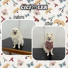 Cici Patiler Edirne Petshop & Pet Kuaför Cici Patiler Edirne Petshop & Pet Kuaför