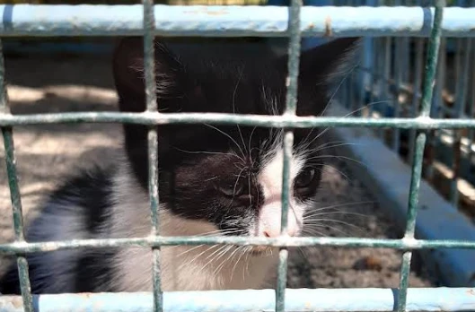 Çorum Hayvan Barınagı