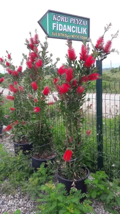 Düzce Koru Peyzaj Fidancılık Düzce Koru Peyzaj Fidancılık