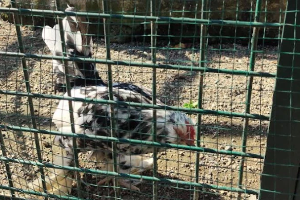 Giresun Belediyesi Hayvan Barınağı