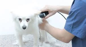 Hipokrat Veteriner Kliniği Ve Pet Kuaför Merkezi Hipokrat Veteriner Kliniği Ve Pet Kuaför Merkezi