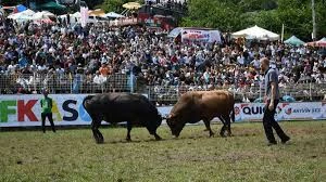 Kafkasör Boğa Güreşleri Festival Alanı Kafkasör Boğa Güreşleri Festival Alanı