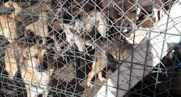 Karaman Belediyesi Hayvan Barınağı