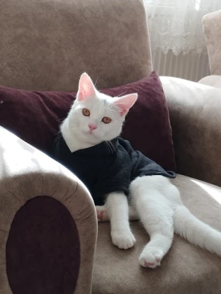 Kırşehir Yaşam Pet Veteriner Kliniği