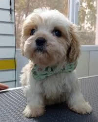Kokoş Pet Kuaför & Petshop Yalova Kokoş Pet Kuaför & Petshop Yalova
