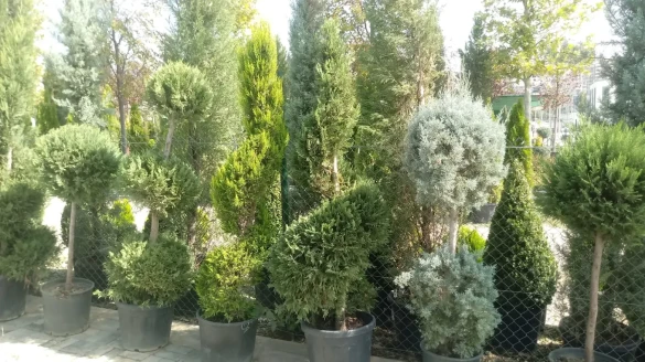 Konca Peyzaj Konca Peyzaj