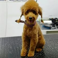 Lüleburgaz Pati Pet Kuaförü Spa Butik Petshop Cafe Club Lüleburgaz Pati Pet Kuaförü Spa Butik Petshop Cafe Club