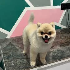 Mersin Pet Kuaför Leydi Petshop Mersin Pet Kuaför Leydi Petshop