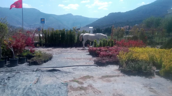 Mtk Peyzaj, Süs Bitkileri Fidanlığı Ve Bahçe Market Mtk Peyzaj, Süs Bitkileri Fidanlığı Ve Bahçe Market