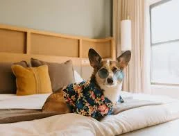 Mutlu Patiler Kedi Köpek Oteli Mutlu Patiler Kedi Köpek Oteli