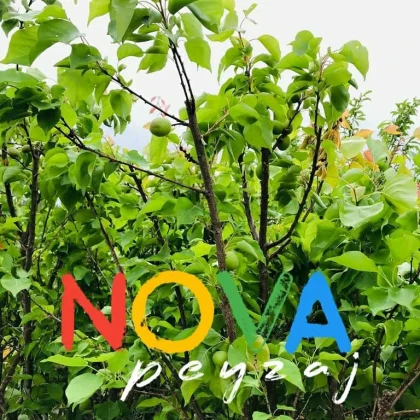 Nova Peyzaj Proje & Bitki Market Nova Peyzaj Proje & Bitki Market