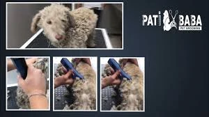 Pati Baba Pet Grooming Pati Baba Pet Grooming