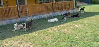 Pati Pet Evcil Hayvan Oteli Pati Pet Evcil Hayvan Oteli
