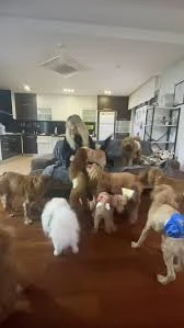 Patilance Köpek Oteli/ Kreş Patilance Köpek Oteli/ Kreş