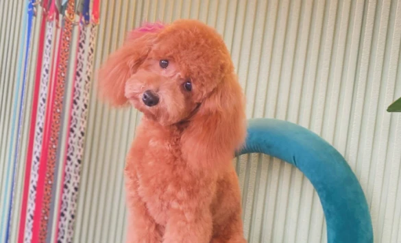 Pet Beauty Sevde Özer