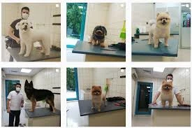 Pet Center | Pet Kuaför Pet Center | Pet Kuaför