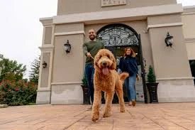 Pet Resort - Köpek Ve Kedi Oteli/Kreşi Pet Resort - Köpek Ve Kedi Oteli/Kreşi