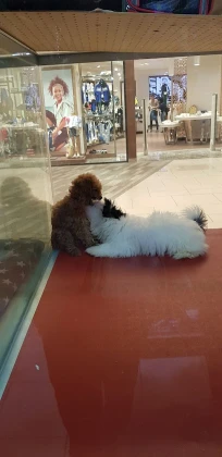 Pet World