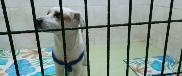 Pets Paradise Köpek Oteli Pansiyonu - Eğitim