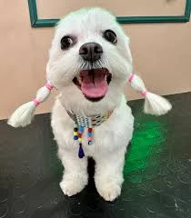 Ruj Pet Grooming Ruj Pet Grooming