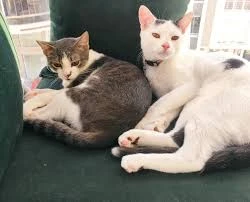 Samsun Kedi Oteli Samsun Kedi Oteli