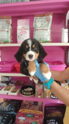 Şanslı Patiler Pet Shop Şanslı Patiler Pet Shop