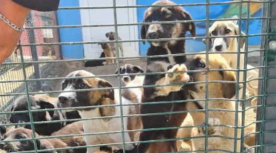 Tokat Belediyesi Hayvan Barınağı