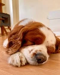 Van Edremit Köpek Oteli Van Edremit Köpek Oteli
