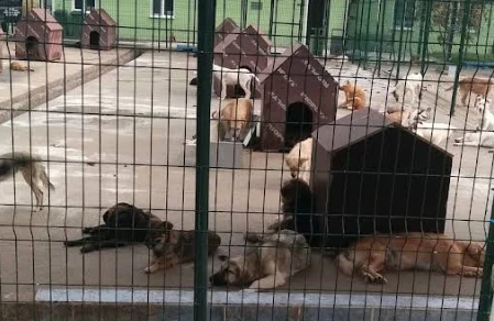 Veteriner İşleri Müdürlüğü Sokak Hayvanları Barına