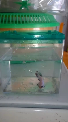 Yağmur Petshop