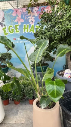 Yeşil Ege Peyzaj Ve Sulama Sistemleri Yeşil Ege Peyzaj Ve Sulama Sistemleri