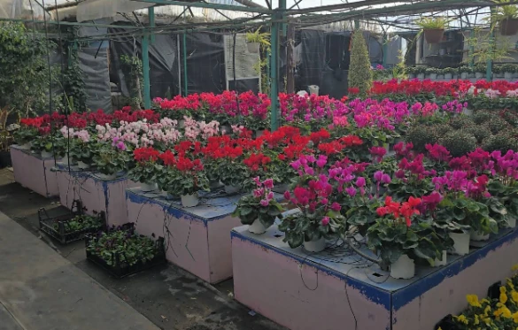 Yeşil Ege Peyzaj Ve Sulama Sistemleri